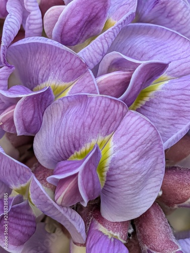 Purple Serenity