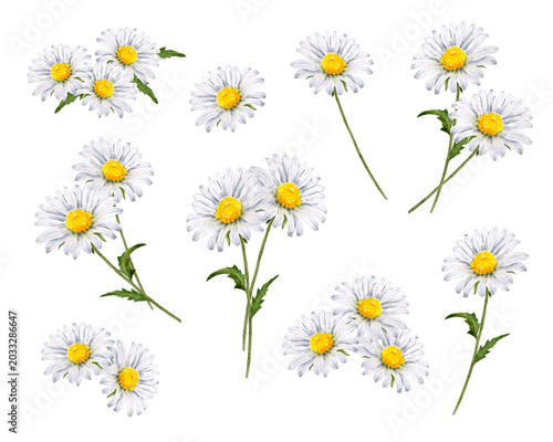 Watercolor daisy flowers set isolated on white 