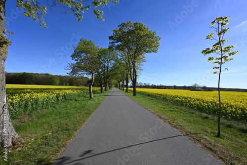 Allee zwischen Rapsfeldern bei Anklam