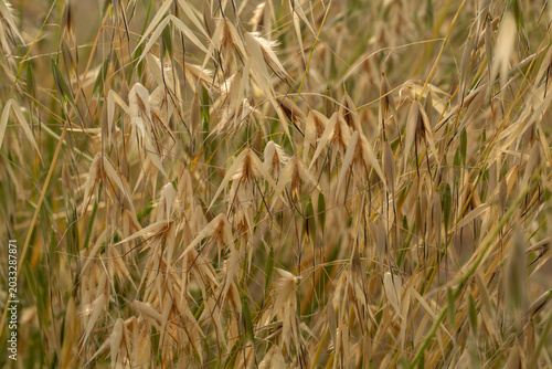 Natural background of dry golden wild oat grass growing in a summer field. Close-up of yellow cereal plant stalks in a meadow under soft sunlight. Detailed view of rural botanical flora.