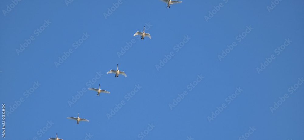 Fototapeta premium A flock of migrating geese under the clear blue sky in Europe