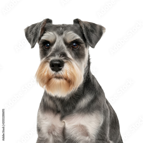 a meticulously groomed miniature schnauzer dog, salt and pepper coat, sitting calmly, direct eye contact, sharp beard detail, isolated on a transparent studio backdrop, professional pet portrait
