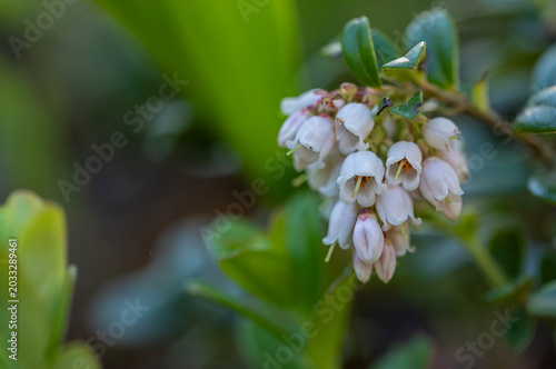 Принти на полотні lingonberry blossom in spring