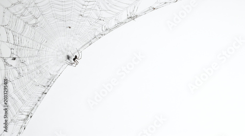 Spider patiently waiting on its intricate web against a bright white background
