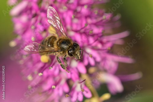 Tableau sur toile Close-up of a bee feeding on the flowers of Hebe andersonii