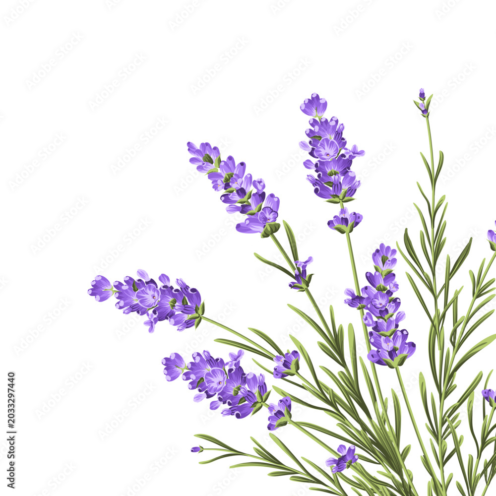 Fototapeta premium Elegant purple lavender bouquet on white, vector illustration