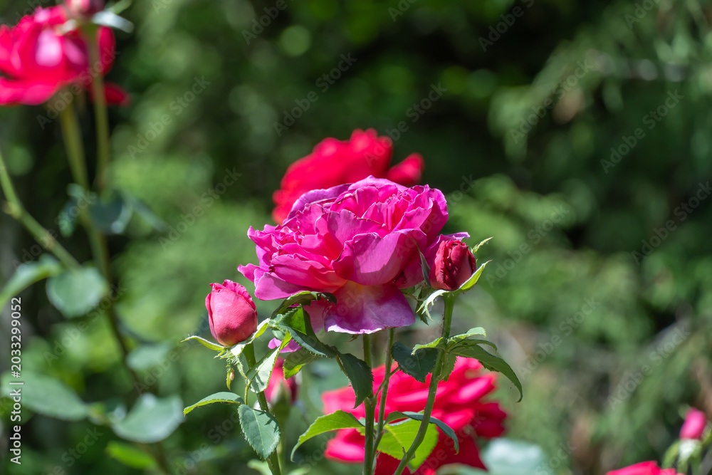Fototapeta premium Purple rose flowers and bud growing in country rose garden. Rosebush abundant blooming in summer. Nature background with flowering purple roses. Natural floral summer bloom garden or park backdrop.
