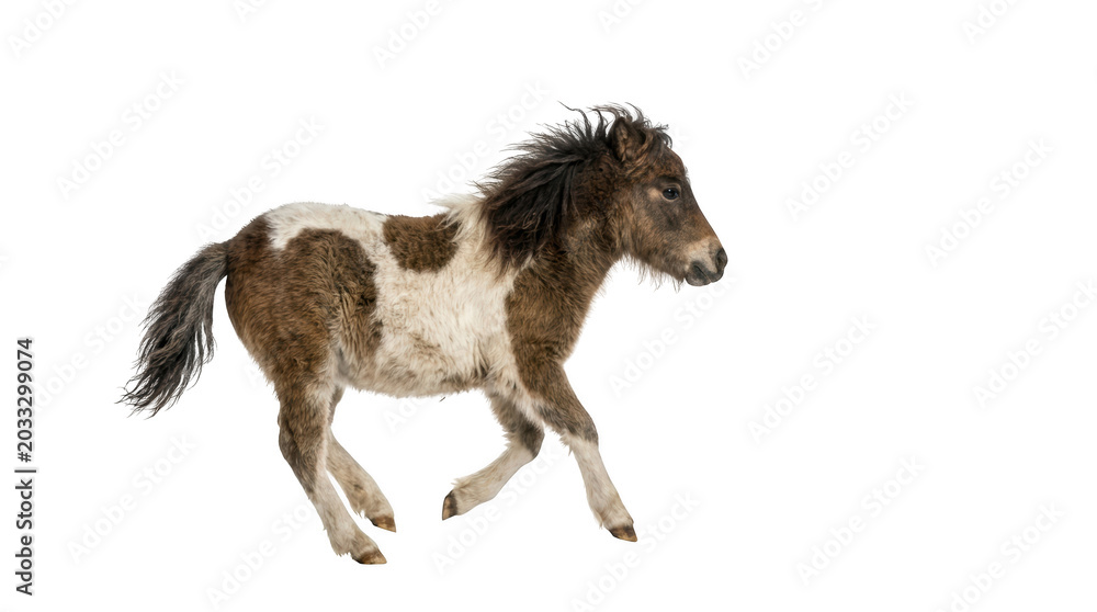 Fototapeta premium A young brown and white pony running, isolated on transparent background