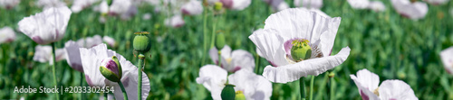 Sunlit field of white poppies in bloom with delicate pink centers and green f...
