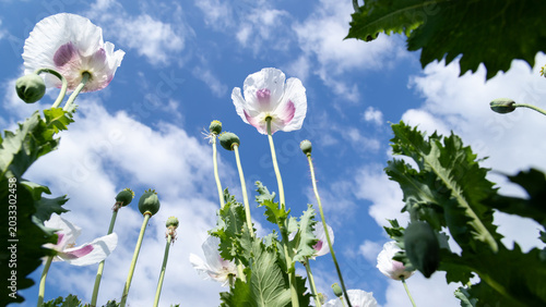 White poppy flowers and green seed pods standing tall against a clear blue sk...
