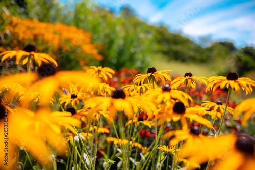 Blumenwiese mit gelbem Sonnenhut im Park 