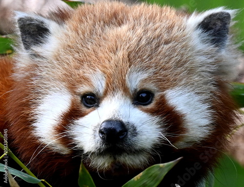 Seebad Ueckermünde, Tierpark,  Porträt Roter Panda 2026