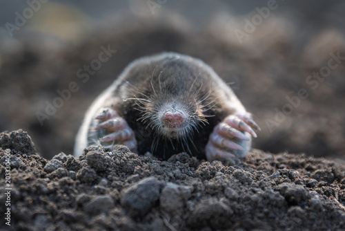 Mole digging through soil while emerging from a burrow during daylight hours