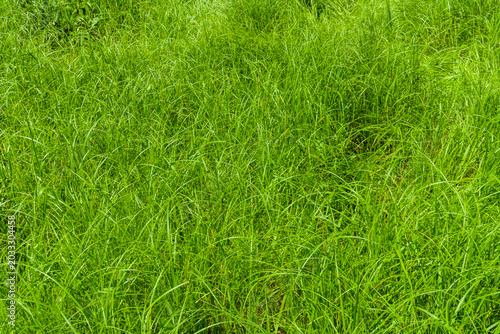 Background of a green grass. Eco concept