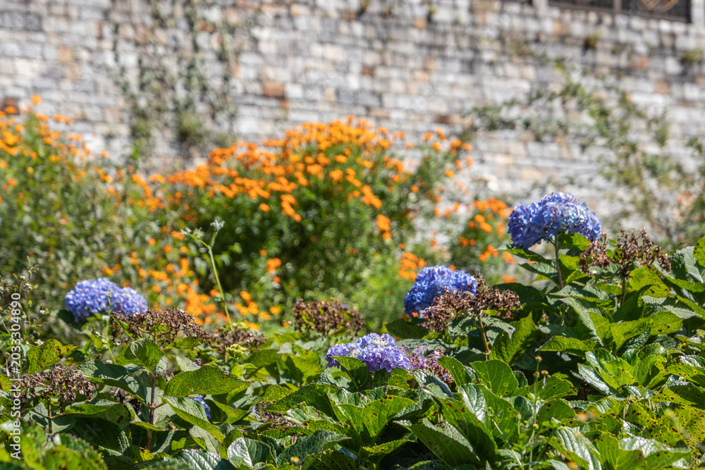 Obraz premium Blaue und orangene Blüten