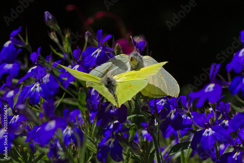 Common Brimstones,male and female, mating behavior on Garden lobelia