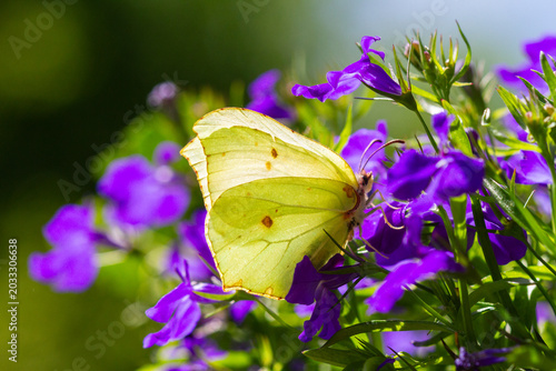 Common Brimstone foraging on purple flower, probably a Lobelia species