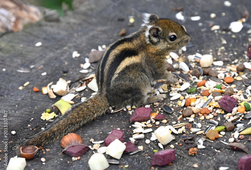 Seebad Ueckermünde, Tierpark, chinesisches Streifenhörnchen