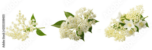 Cuadro en lienzo Set and collection of beautiful fresh white elderflower blossoms bunch green lea