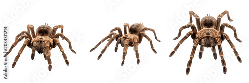 Obraz na płótnie Set and collection of large hairy brown tarantula spider crawling arachnid wildl