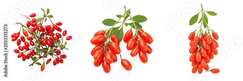 Canvas Print Set and collection of fresh organic red goji berries bunch hanging on green leav