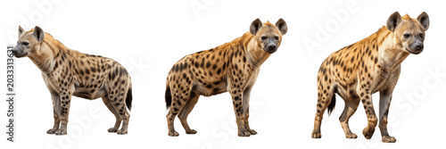 Foto Set and collection of wild spotted hyena carnivore mammal standing profile wildl
