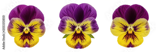 Tableau sur toile Set and collection of vibrant purple and yellow pansy flower head velvet viola b