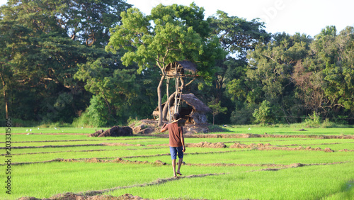 Mirador de elefantes, Agricultura tradicional en Kubukkadanwala, Dambulla (Sri Lanka)