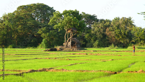 Mirador de elefantes, Agricultura tradicional en Kubukkadanwala, Dambulla (Sri Lanka)