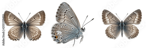 Fotografía Set and collection of rare silver grey patterned gossamer butterfly profile view
