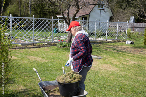 Картината върху платно A female gardener collects old grass in a trolley in her garden