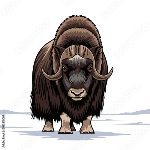 Fotografi Large Muskox Standing Facing Forward.