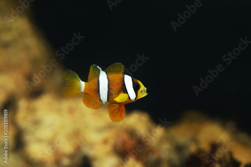 Little juvenile Clark's Anemonefish (Amphiprion clarkii) in aquarium