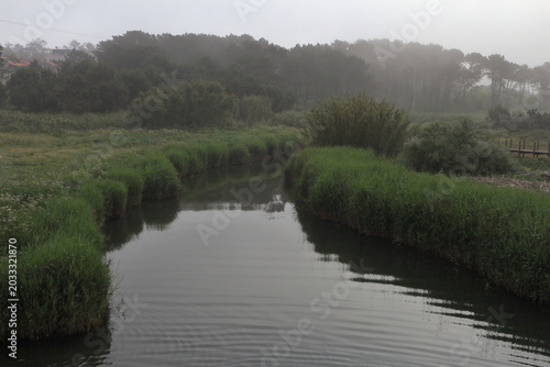 A river with grass and trees