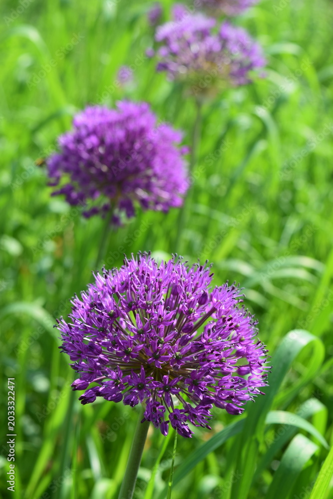 Fototapeta premium Allium Purple Sensation flowers field close up