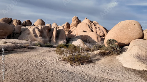 Schilderij op canvas A travel to joshua tree national park at 
california state of usa