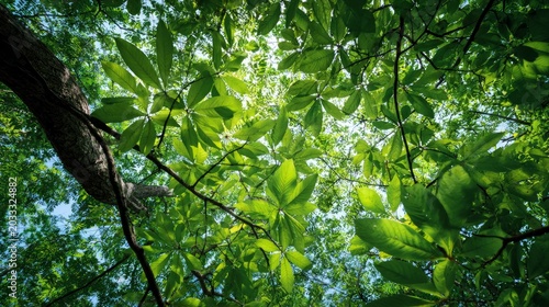 Green leaves on tree branches, seen from below.