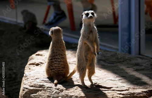 Fotografi A pair of Meerkats (Suricata suricatta)