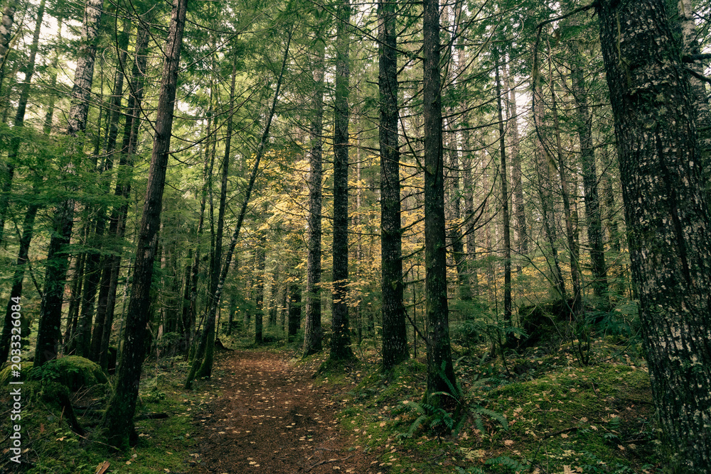 Fototapeta premium Hiking path cutting through a dense pine woodland, with light dappling the lush foliage on the forest floor and the massive pine tree trunks rising everywhere. 