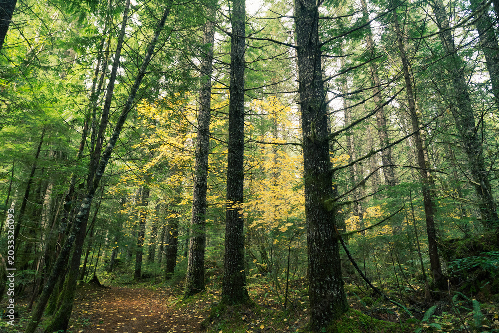 Fototapeta premium Hiking path cutting through a dense pine woodland, with light dappling the lush foliage on the forest floor and the massive pine tree trunks rising everywhere. 
