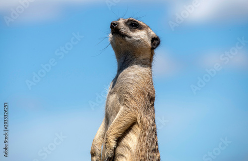 Billede på lærred Meerkat (Suricata suricatta)