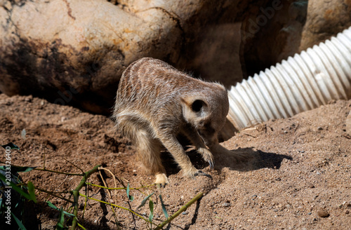 Bild auf Leinwand Meerkat (Suricata suricatta)