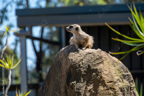 Photos Meerkat (Suricata suricatta)
