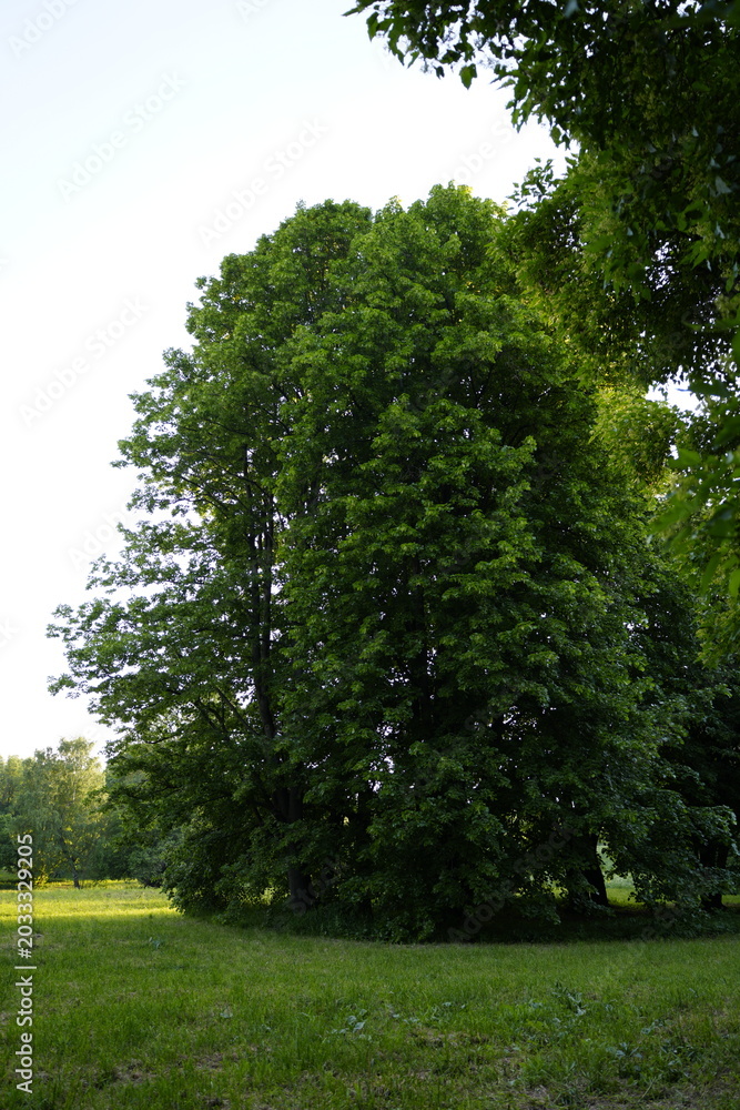 Fototapeta premium Single large green tree standing in a grassy field under daylight, illustrating solitary nature