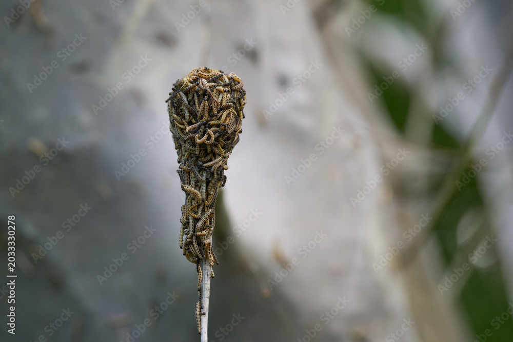 Foto Spindle ermine caterpillar