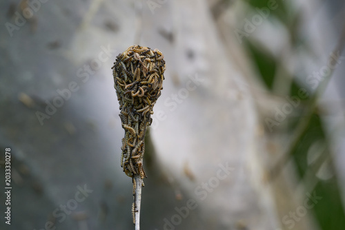 Foto Spindle ermine caterpillar