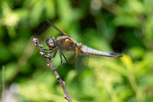 Schilderij op canvas Macro shot of a male scarce chaser (libellula fulva) dragonfly
