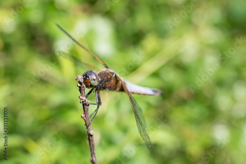 Tableau sur toile Macro shot of a male scarce chaser (libellula fulva) dragonfly