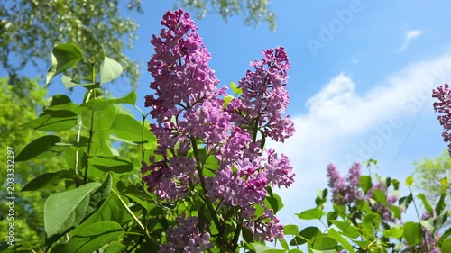 Static shot of blooming purple lilac flowers and green leaves gently swaying in the wind against a bright blue sky with light clouds. The close-up view captures the vibrant spring blossoms in motion