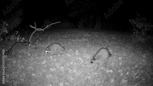 Mama raccoon with three grown kits prowling around on a fall night